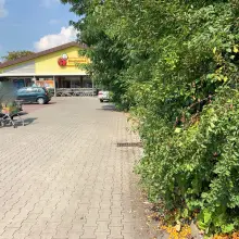 Zobacz zdjęcie: Strasznie zarośnięty parking przed Biedronką. Życie „towarzyskie” kwitnie w krzakach