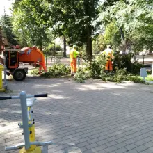 Zobacz zdjęcie: Akcja przycinania i wycinki drzew w parku Bonina