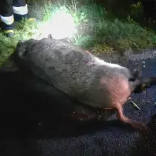 Zobacz zdjęcie: Zderzył się z dzikiem