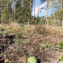 Zobacz zdjęcie: Szok! Arbuz wyrósł... w lesie pod Bolesławcem