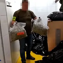Zobacz zdjęcie: Plantacja marychy w… pieczarkarni. Narkotyki warte ponad 6 mln zł przechwycone. Zatrzymany mężczyzna miał broń