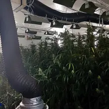 Zobacz zdjęcie: Plantacja marychy w… pieczarkarni. Narkotyki warte ponad 6 mln zł przechwycone. Zatrzymany mężczyzna miał broń