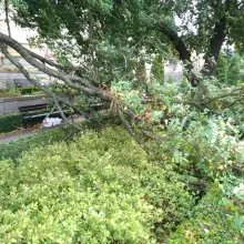 Zobacz zdjęcie: Ul. Kubika, złamany konar spadł na klomb