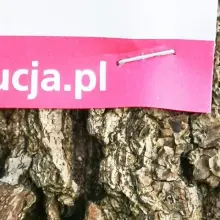 Zobacz zdjęcie: Informacja przytwierdzona do drzewa