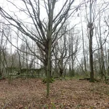 Zobacz zdjęcie: Szczątki dwóch żołnierzy niemieckich znaleziono w Dłużynie Dolnej