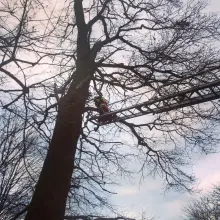 Zobacz zdjęcie: Strażacy z Nowogrodźca uratowali kota, który utknął na drzewie