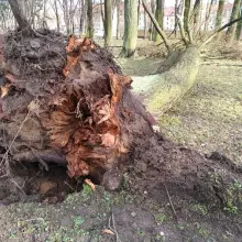 Zobacz zdjęcie: Orkan wyrwał drzewo w parku przy Garncarskiej