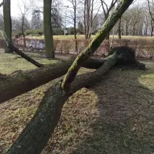 Zobacz zdjęcie: Orkan wyrwał drzewo w parku przy Garncarskiej