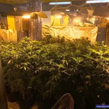 Zobacz zdjęcie: Zlikwidowali plantację marihuany. Przechwycono 900 krzewów i ponad 3 kg suszu