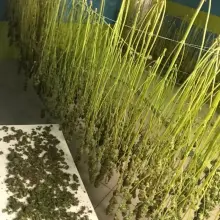 Zobacz zdjęcie: Zlikwidowali plantację marihuany. Przechwycono 900 krzewów i ponad 3 kg suszu