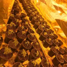 Zobacz zdjęcie: Zlikwidowali plantację marihuany. Przechwycono 900 krzewów i ponad 3 kg suszu
