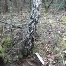 Zobacz zdjęcie: Miny przeciwpancerne znalezione w lesie w powiecie bolesławieckim