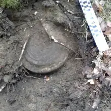 Zobacz zdjęcie: Miny przeciwpancerne znalezione w lesie w powiecie bolesławieckim