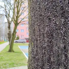Zobacz zdjęcie: Pluskwiaki (skupieniec lipowy) na drzewie