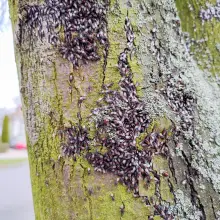 Zobacz zdjęcie: Pluskwiaki (skupieniec lipowy) na drzewie