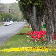 Zobacz zdjęcie: Kwiaty przy al. Tysiąclecia w Bolesławcu
