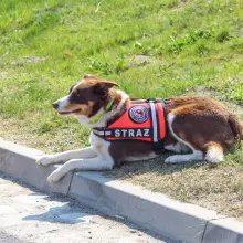 Zobacz zdjęcie: Poszukiwanie 3,5-latka w Nowogrodźcu