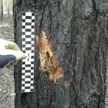 Zobacz zdjęcie: Akcja saperów z Patrolu Rozminowania nr 23 z 23 Śląskiego Pułku Artylerii