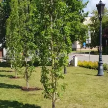 Zobacz zdjęcie: Urzędnicy z UMWD sadzą w Polkowicach Dęby Samorządności z okazji 30-lecia samorządu terytorialnego