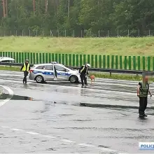 Zobacz zdjęcie: Akcja policji na A4. Jelonek biegał po autostradzie