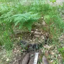 Zobacz zdjęcie: Pociski znalezione w lesie w powiecie zgorzeleckim