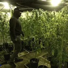 Zobacz zdjęcie: Ogromna plantacja marihuany w powiecie lwóweckim zlikwidowana