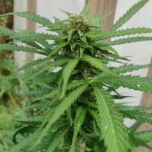 Zobacz zdjęcie: Marihuana przechwycona przez bolesławiecką policję
