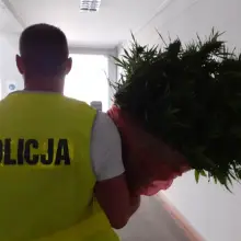 Zobacz zdjęcie: Marihuana przechwycona przez bolesławiecką policję