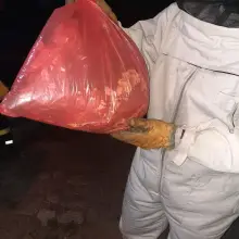 Zobacz zdjęcie: Strażacy z Różyńca usunęli gniazda Szerszeni na terenie Gromadki