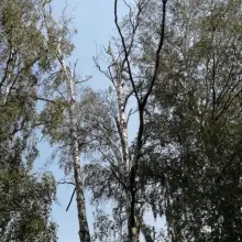 Zobacz zdjęcie: Uschnięte brzozy przy alei Tysiąclecia w Bolesławcu