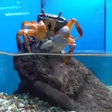 Zobacz zdjęcie: Sklep Zoologiczny Safarii (Bolko)