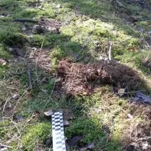Zobacz zdjęcie: Akcja Patrolu Saperskiego Bolesławiec w lasach w powiecie bolesławieckim i lubańskim