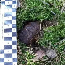 Zobacz zdjęcie: Akcja Patrolu Saperskiego Bolesławiec w lasach w powiecie bolesławieckim i lubańskim