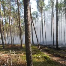 Zobacz zdjęcie: Akcja straży pożarnej w lesie w Bronowcu (gmina Osiecznica, powiat bolesławiecki)
