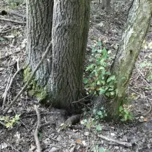 Zobacz zdjęcie: Akcja Patrolu Saperskiego Bolesławiec w lesie w powiecie lwóweckim