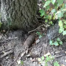 Zobacz zdjęcie: Akcja Patrolu Saperskiego Bolesławiec w lesie w powiecie lwóweckim
