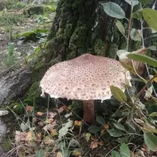 Zobacz zdjęcie: Gigantyczna kania na podwórku u pani Kamili
