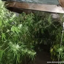 Zobacz zdjęcie: Marihuana przechwycona przez bolesławiecką policję