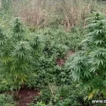 Zobacz zdjęcie: Marihuana przechwycona przez bolesławiecką policję