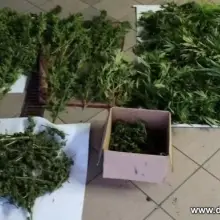 Zobacz zdjęcie: Marihuana przechwycona przez bolesławiecką policję
