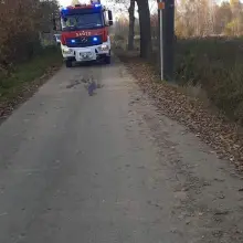 Zobacz zdjęcie: Akcja strażaków w Nowych Jaroszowicach