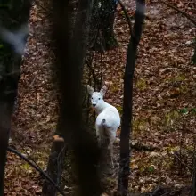 Zobacz zdjęcie: Sarna albinoska w Borach Dolnośląskich
