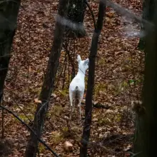 Zobacz zdjęcie: Sarna albinoska w Borach Dolnośląskich