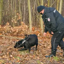 Zobacz zdjęcie: Narkotyki i labradorka Aria w akcji