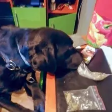 Zobacz zdjęcie: Narkotyki i labradorka Aria w akcji