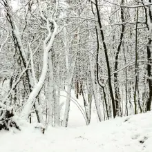 Zobacz zdjęcie: Zimowy las przy ulicy Piastów w Bolesławcu