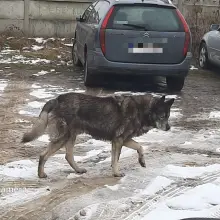 Zobacz zdjęcie: Pies o wyglądzie zbliżonym do wilka wałęsa się w okolicach Krępnicy