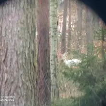Zobacz zdjęcie: Niezwykły kozioł w obiektywie Jacka Ligusa