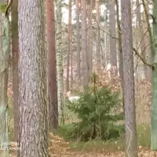 Zobacz zdjęcie: Niezwykły kozioł w obiektywie Jacka Ligusa