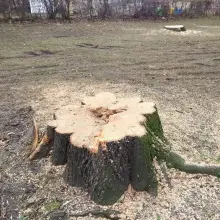 Zobacz zdjęcie: Wycinka drzew w parku przy Obrońców Helu